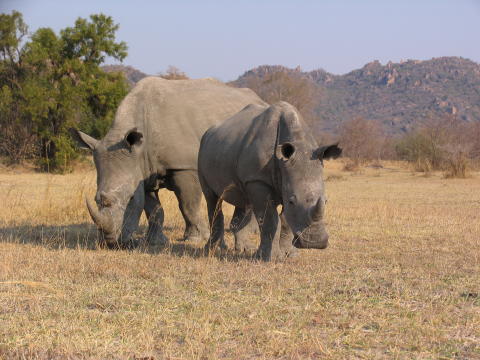 Matobo-rino_0621