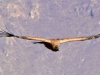 Colca-Canyen-condor-1-079