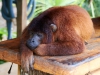 Brown-Howler-Monkey-118