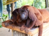 Brown-Howler-Monkey-121