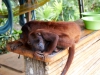 Brown-Howler-Monkey-122