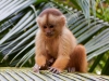 Capuchin-monkey-089