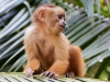Capuchin-monkey-090