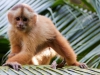 Capuchin-monkey-091