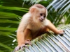 Capuchin-monkey-092
