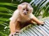 Capuchin-monkey-093