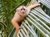 Capuchin-monkey-095