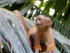 Capuchin-monkey-097