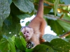 Capuchin-monkey-098