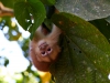 Capuchin-monkey-101