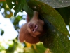 Capuchin-monkey-103