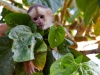 Capuchin-monkey-104