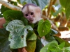 Capuchin-monkey-105