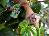 Capuchin-monkey-106