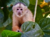 Capuchin-monkey-111