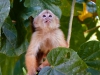 Capuchin-monkey-112