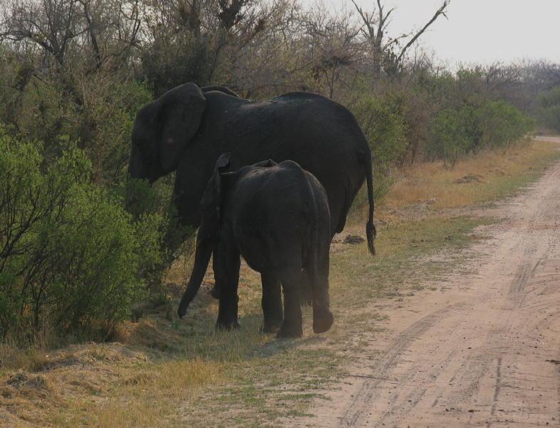 Hwange_0667