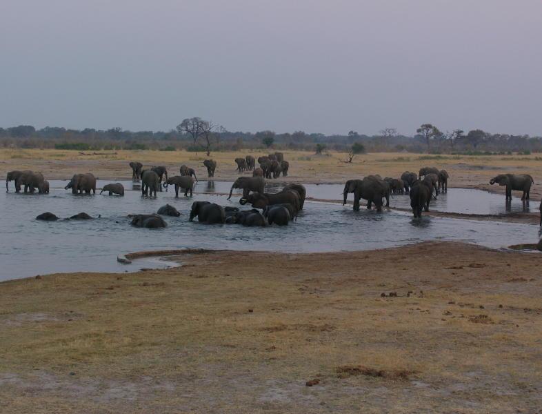 Hwange_0725