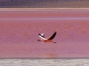 Laguna_rute_Bolivia__2015-174.jpg