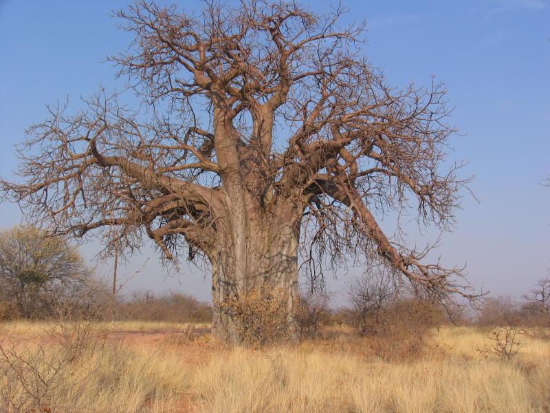 Limpopo-Valley_0532