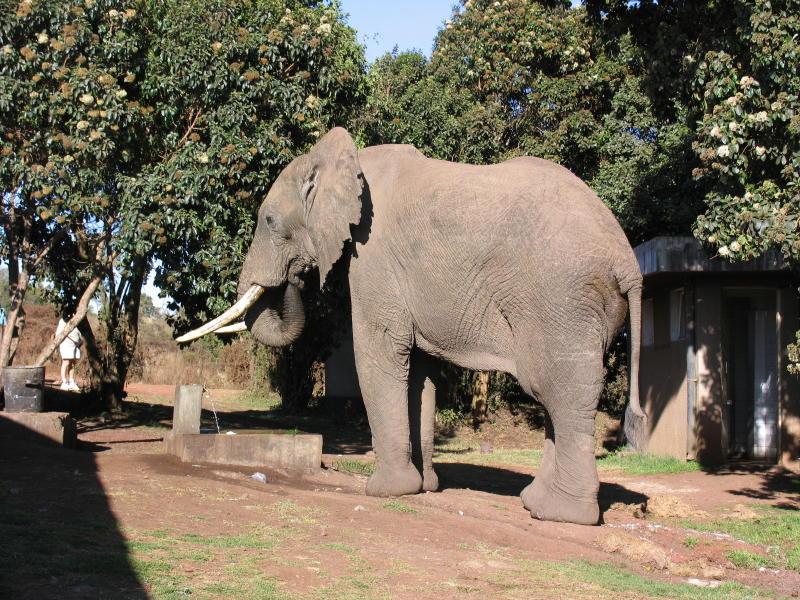 Ngorongoro_1292