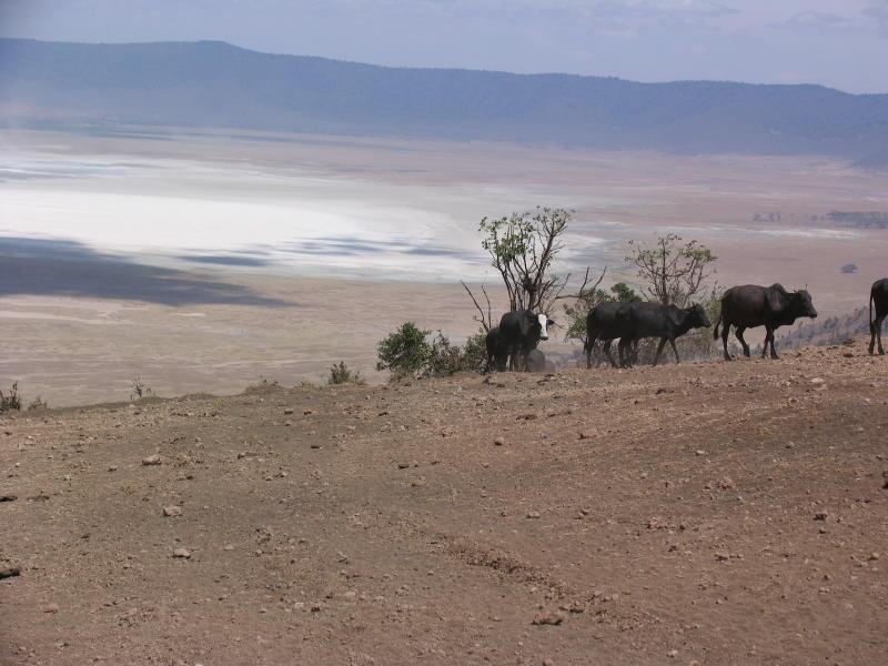 Ngorongoro_1472