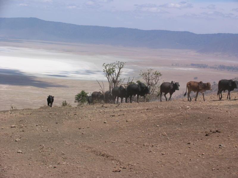 Ngorongoro_1474