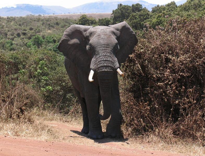 Ngorongoro_1201