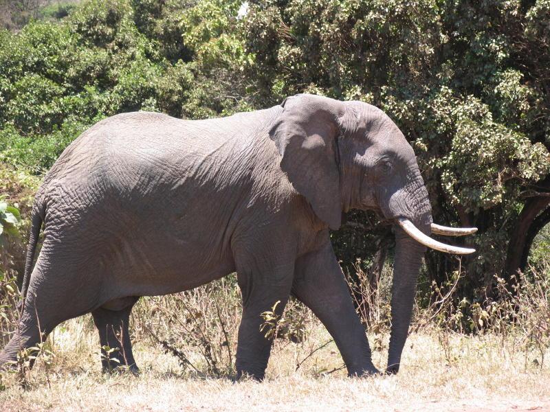 Ngorongoro_1202