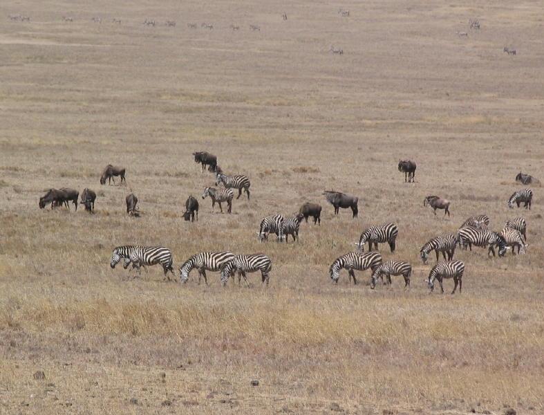 Ngorongoro_1219