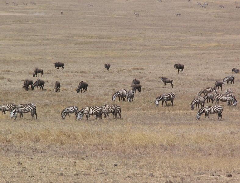 Ngorongoro_1222