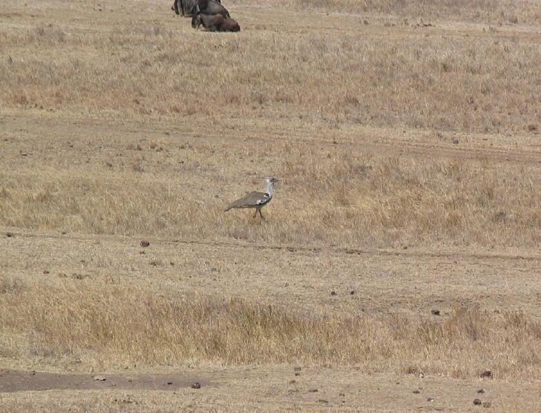 Ngorongoro_1225