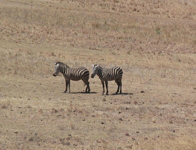 Ngorongoro_1226