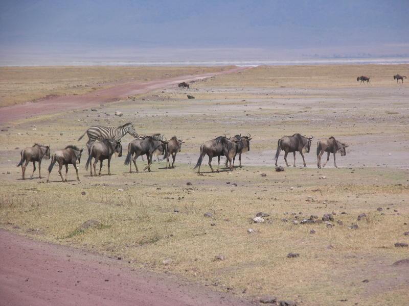 Ngorongoro_1227