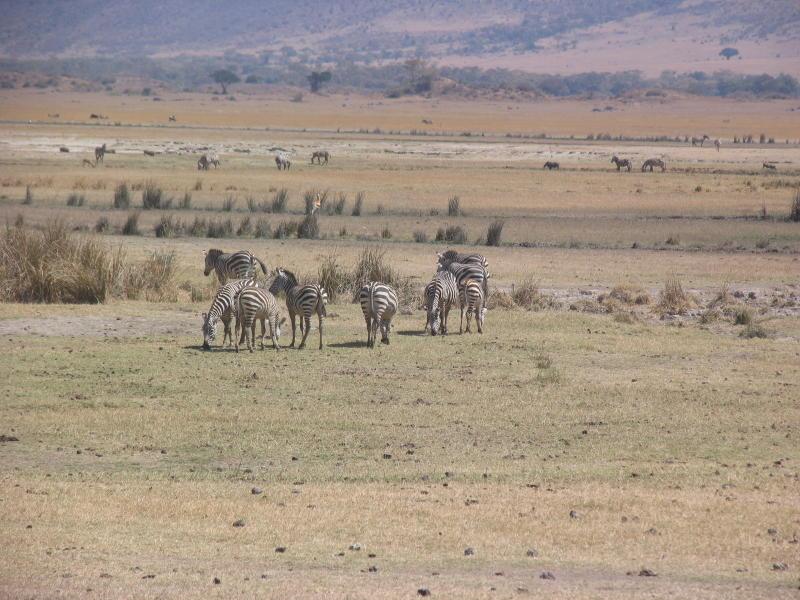 Ngorongoro_1229