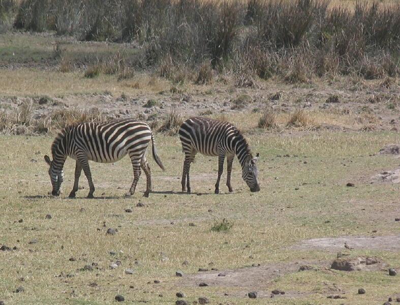 Ngorongoro_1230