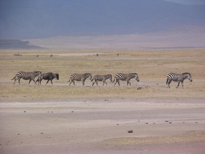 Ngorongoro_1231