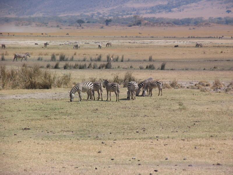 Ngorongoro_1232