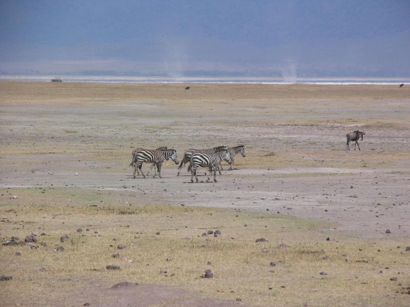 Ngorongoro_1233