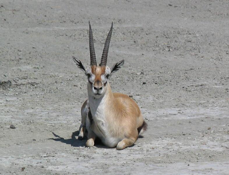 Ngorongoro_1237