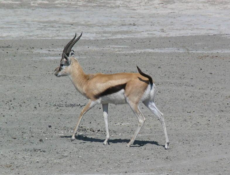 Ngorongoro_1238