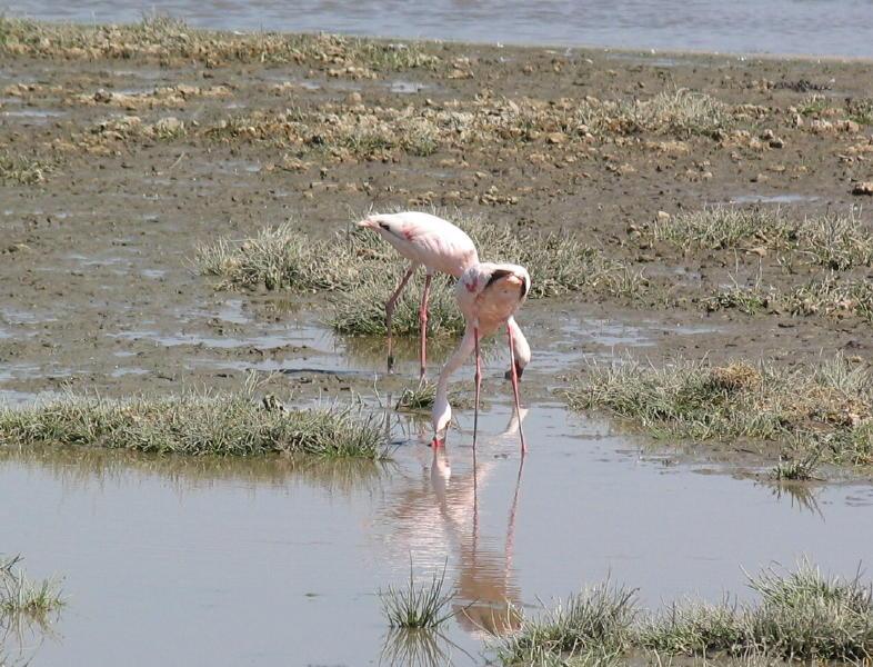 Ngorongoro_1239