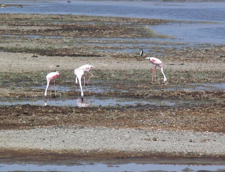 Ngorongoro_1241