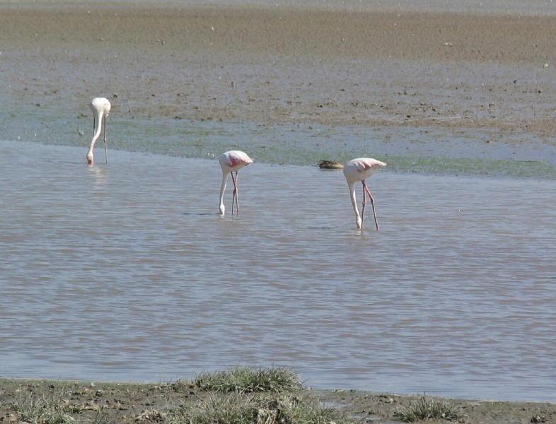 Ngorongoro_1242