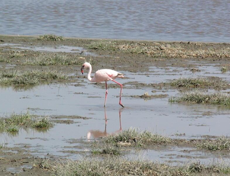 Ngorongoro_1243