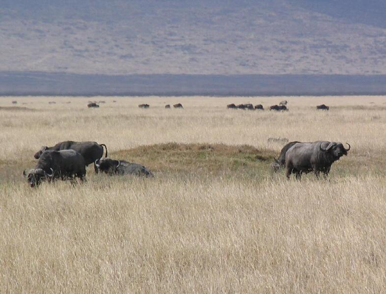 Ngorongoro_1246