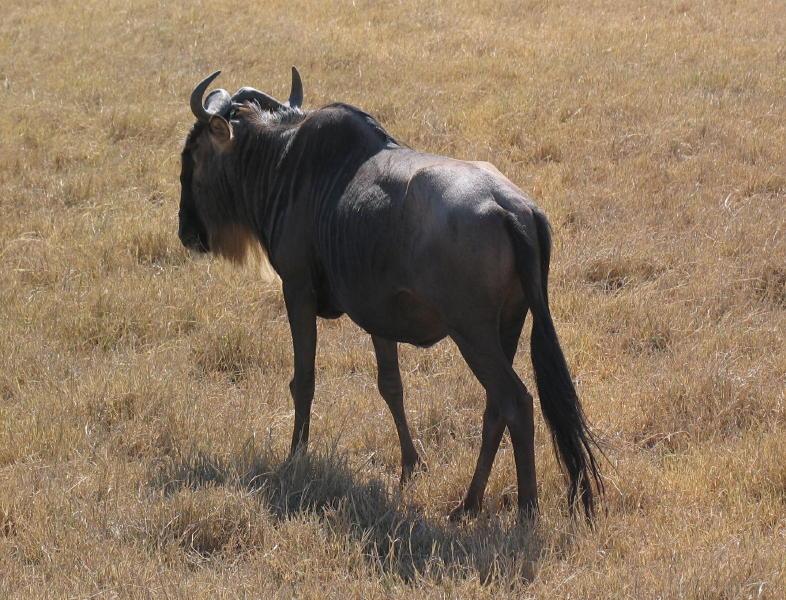 Ngorongoro_1247