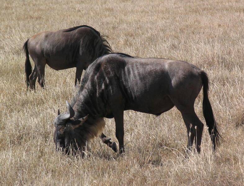 Ngorongoro_1248