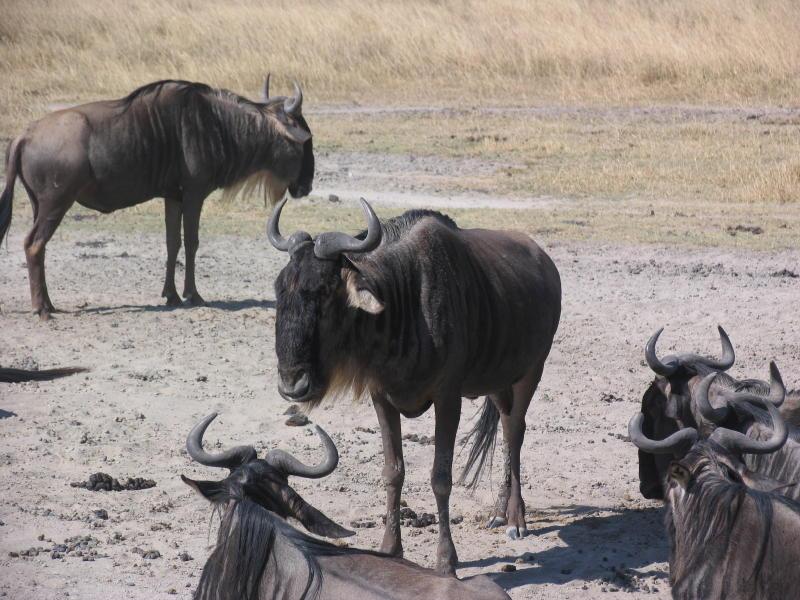 Ngorongoro_1250