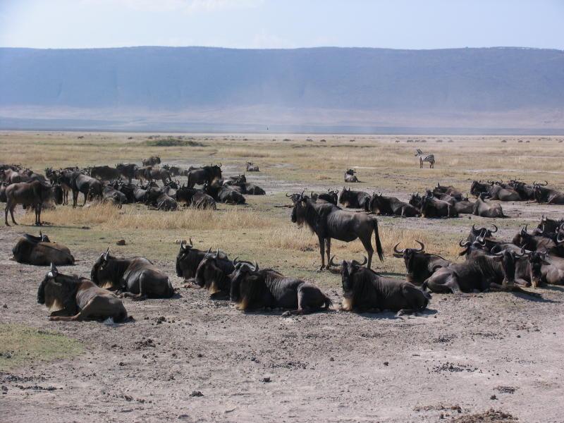 Ngorongoro_1251